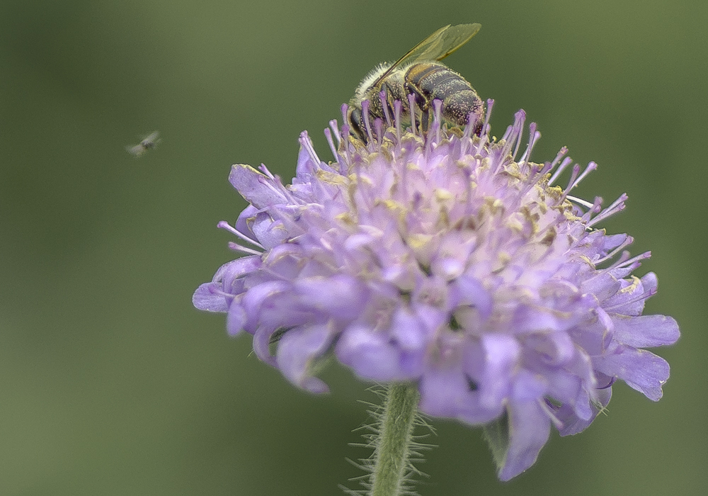 fleißiges Bienchen