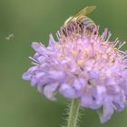 fleißiges Bienchen