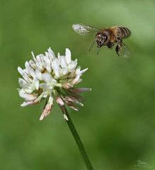 Fleissiges Bienchen :)