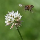 Fleissiges Bienchen :)