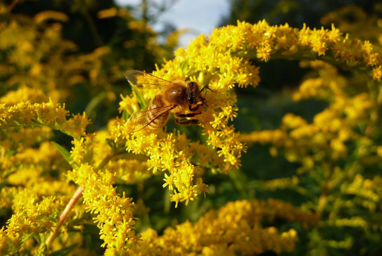 Fleißiges Bienchen