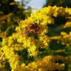 Fleißiges Bienchen