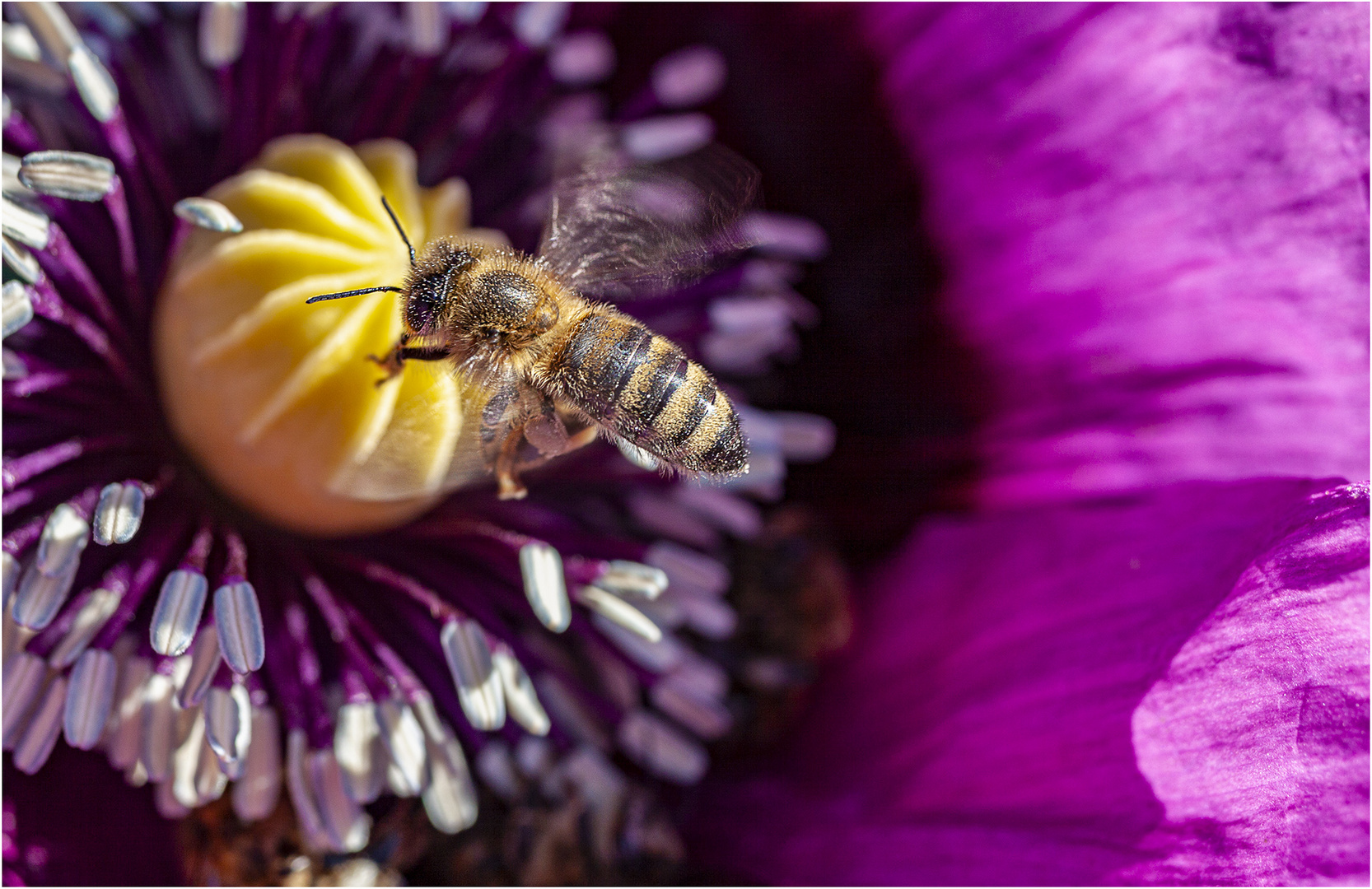 ... fleißiges Bienchen ... 