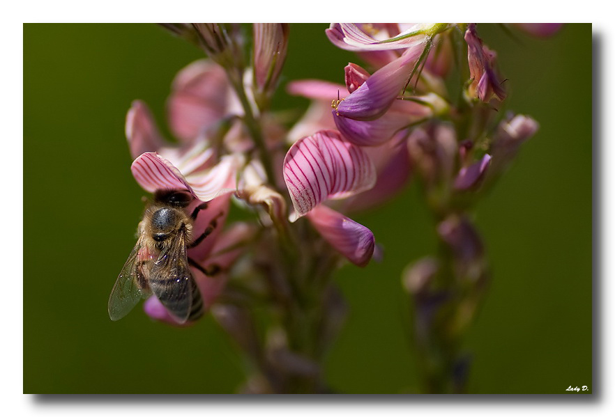 fleißiges Bienchen