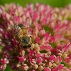 Fleissiges Bienchen