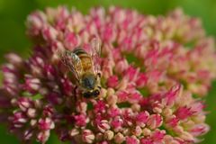 Fleissiges Bienchen