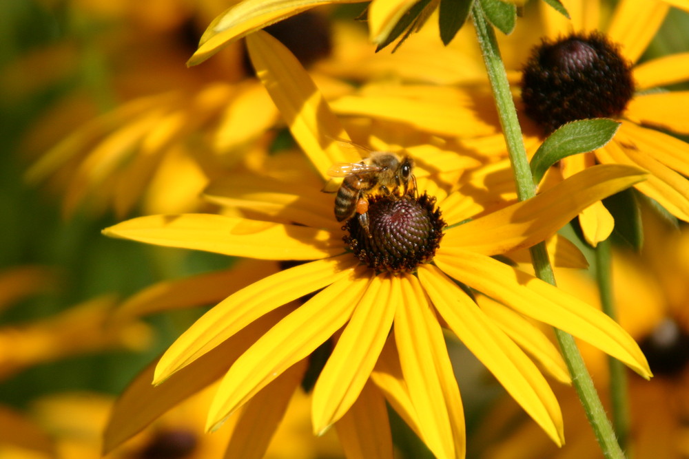 Fleissiges Bienchen