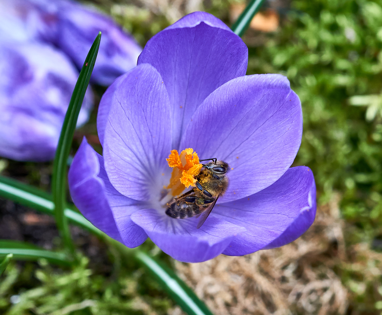 Fleißiges Bienchen