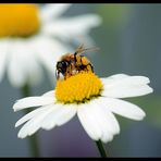 Fleißiges Bienchen ...