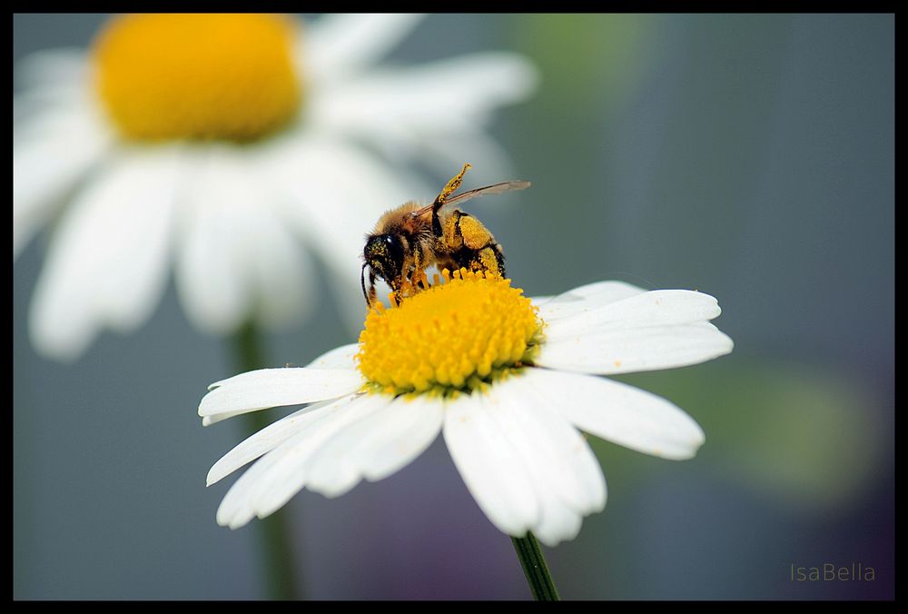 Fleißiges Bienchen ...