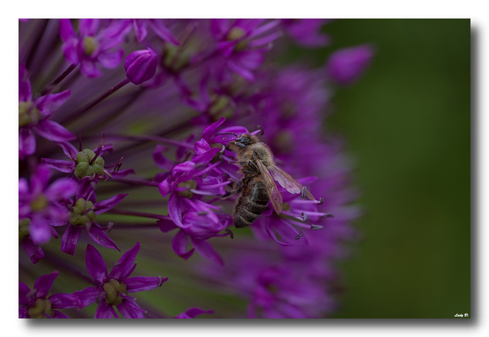 fleißiges Bienchen