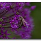 fleißiges Bienchen