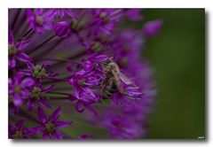 fleißiges Bienchen