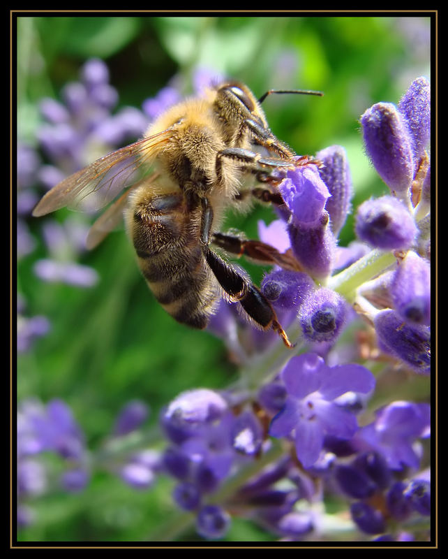 Fleissiges Bienchen