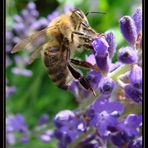 Fleissiges Bienchen