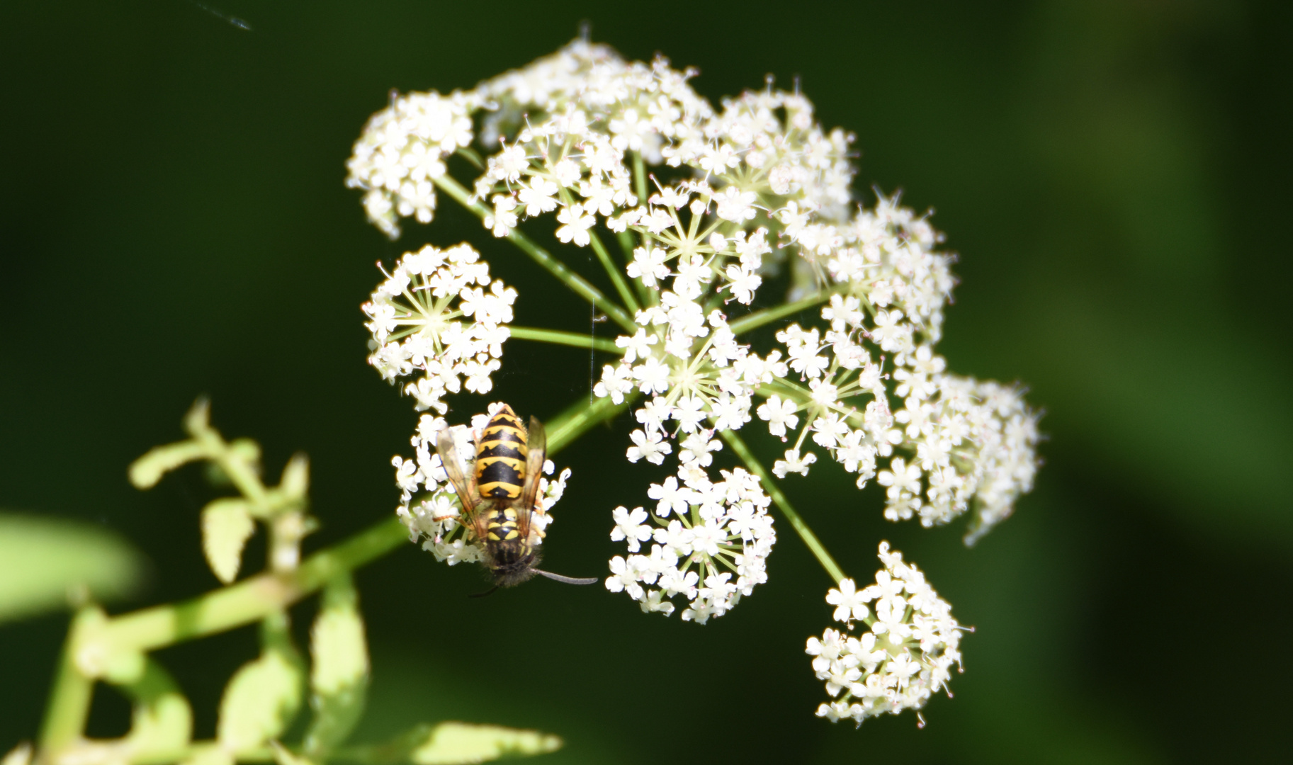 Fleißiges Bienchen...