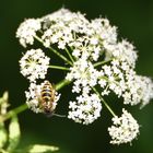 Fleißiges Bienchen...