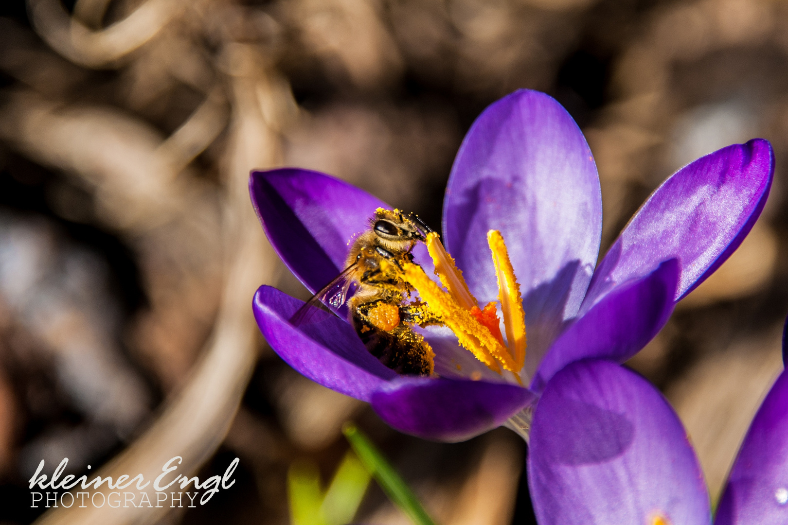 fleißiges Bienchen