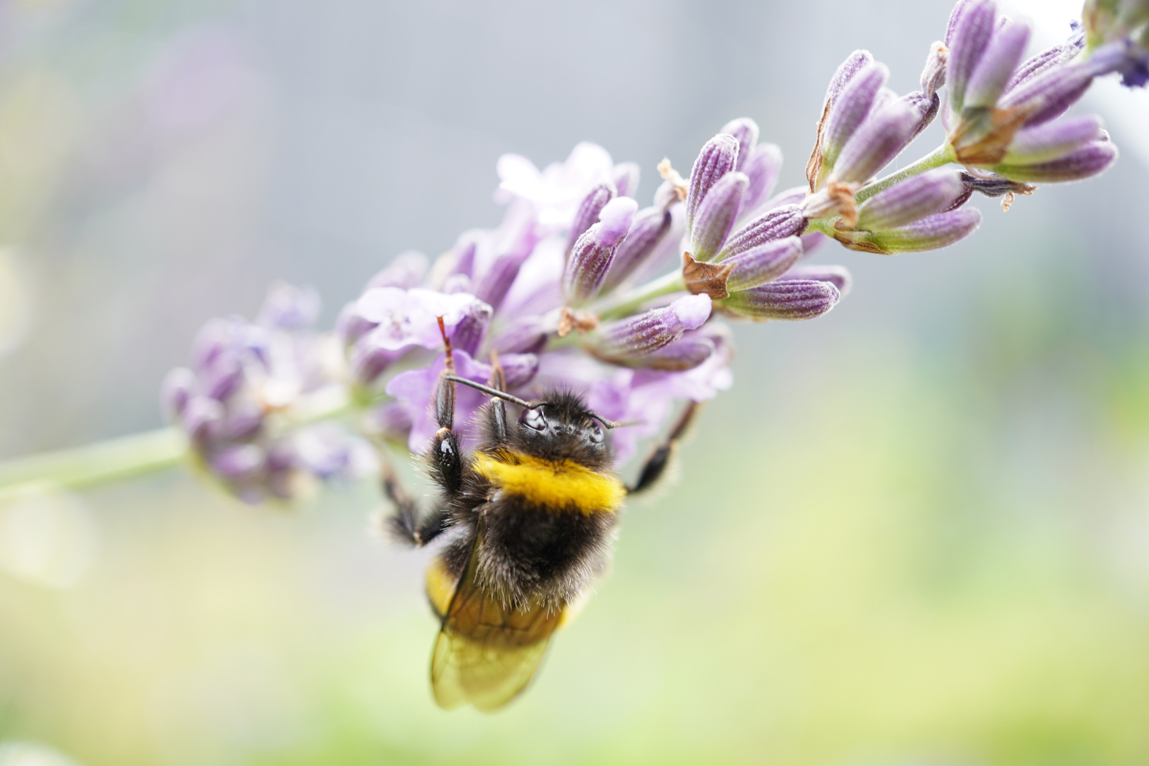 fleißiges Bienchen