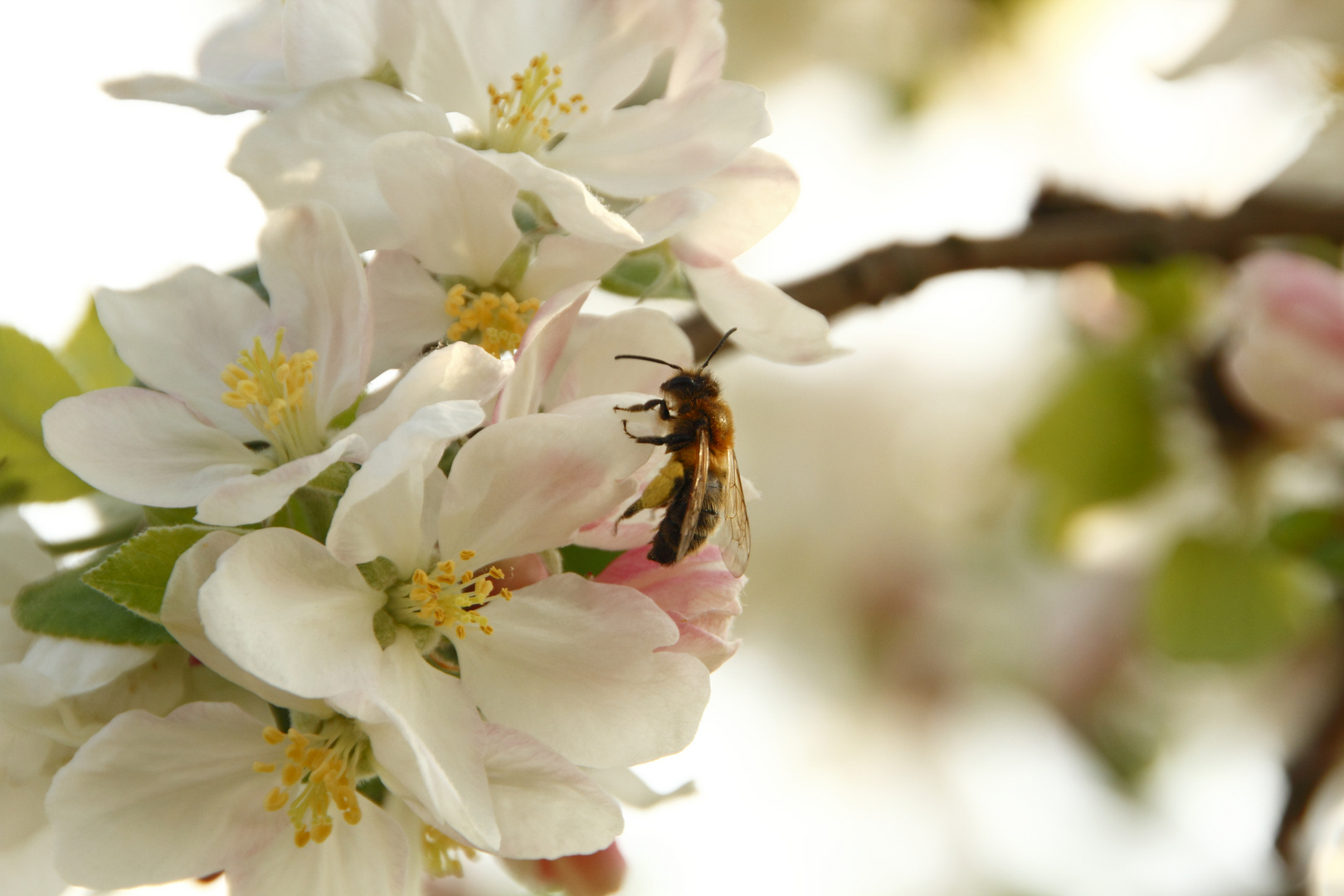 fleißiges Bienchen