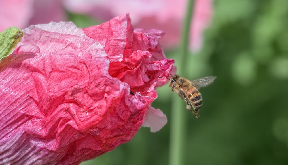 fleißiges Bienchen