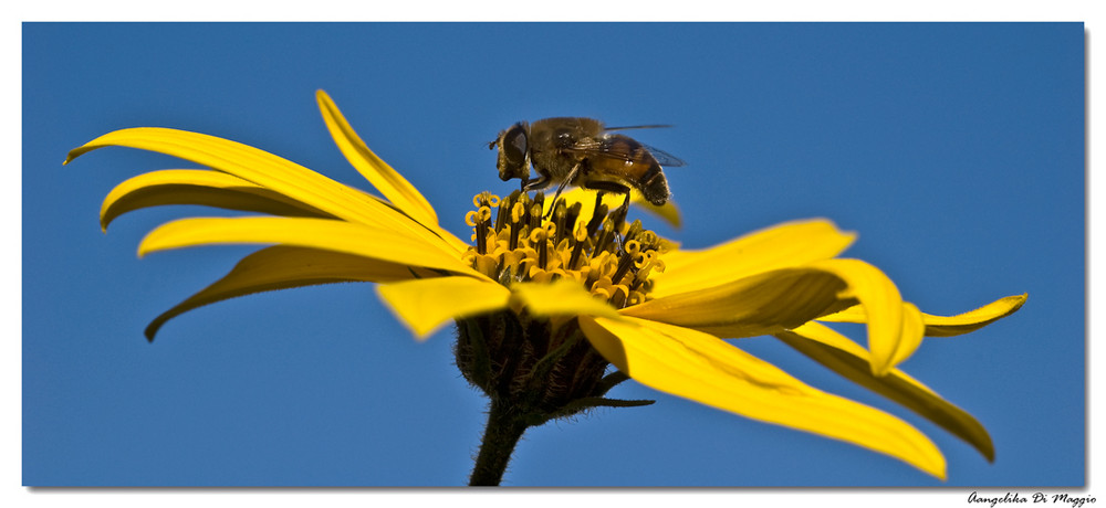 Fleißiges Bienchen