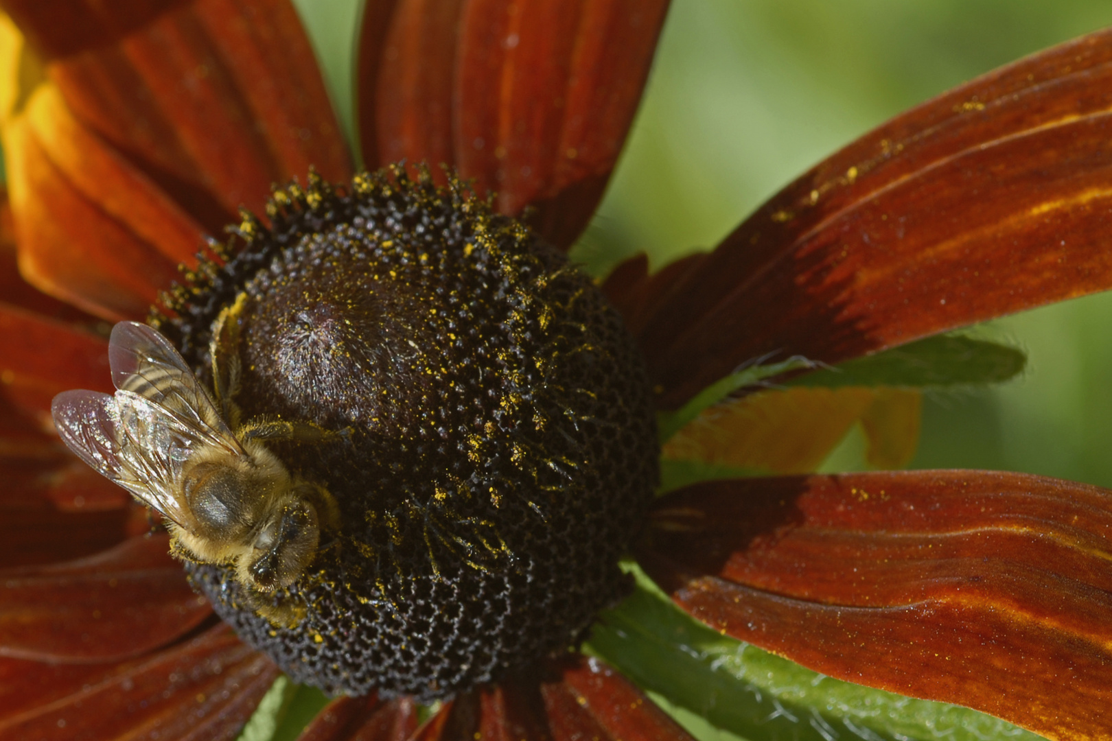 Fleißiges Bienchen