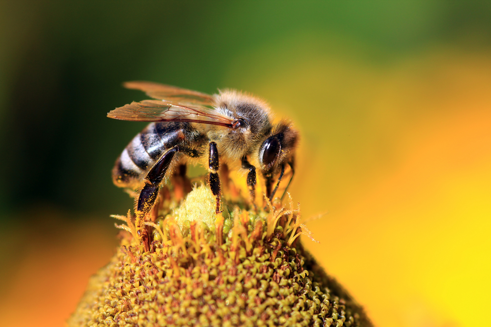 Fleißiges Bienchen