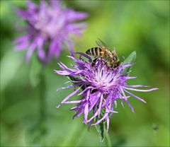 Fleissiges Bienchen...