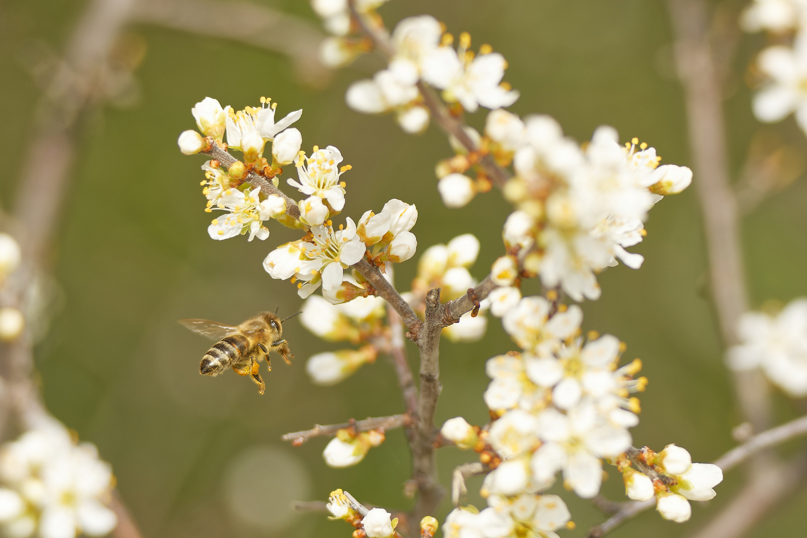 Fleißiges Bienchen