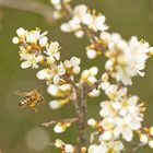 Fleißiges Bienchen