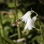 Fleißiges Bienchen