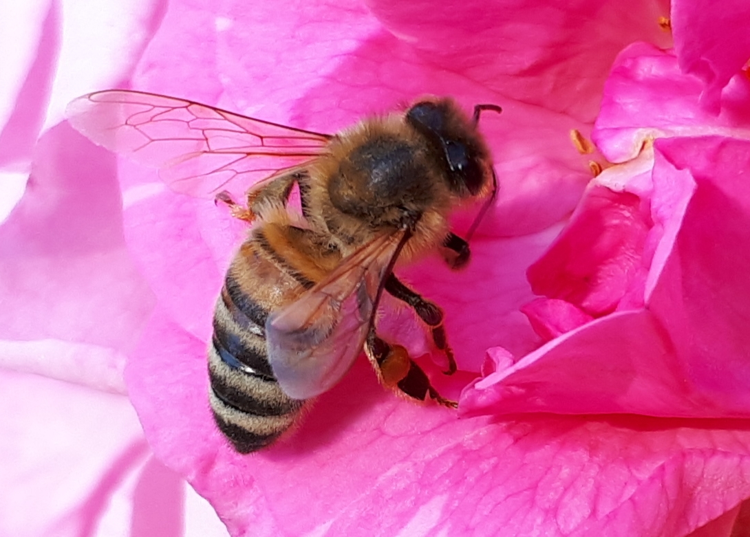 Fleißiges Bienchen