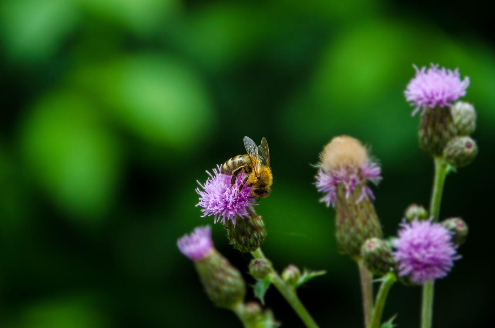 Fleißiges Bienchen