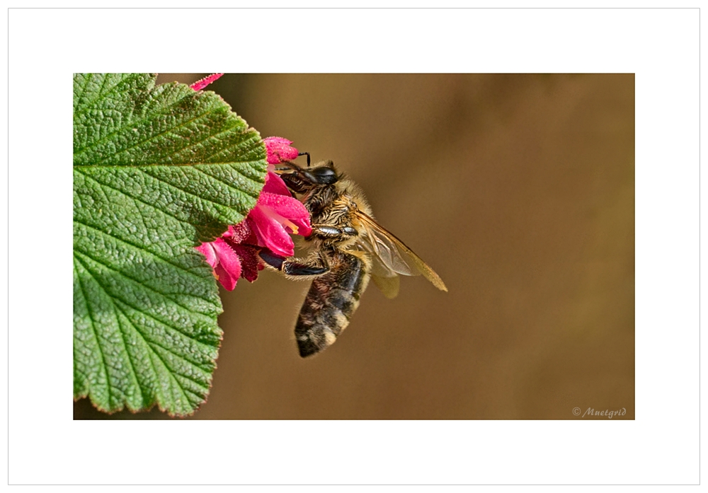 ~ fleißiges Bienchen ~