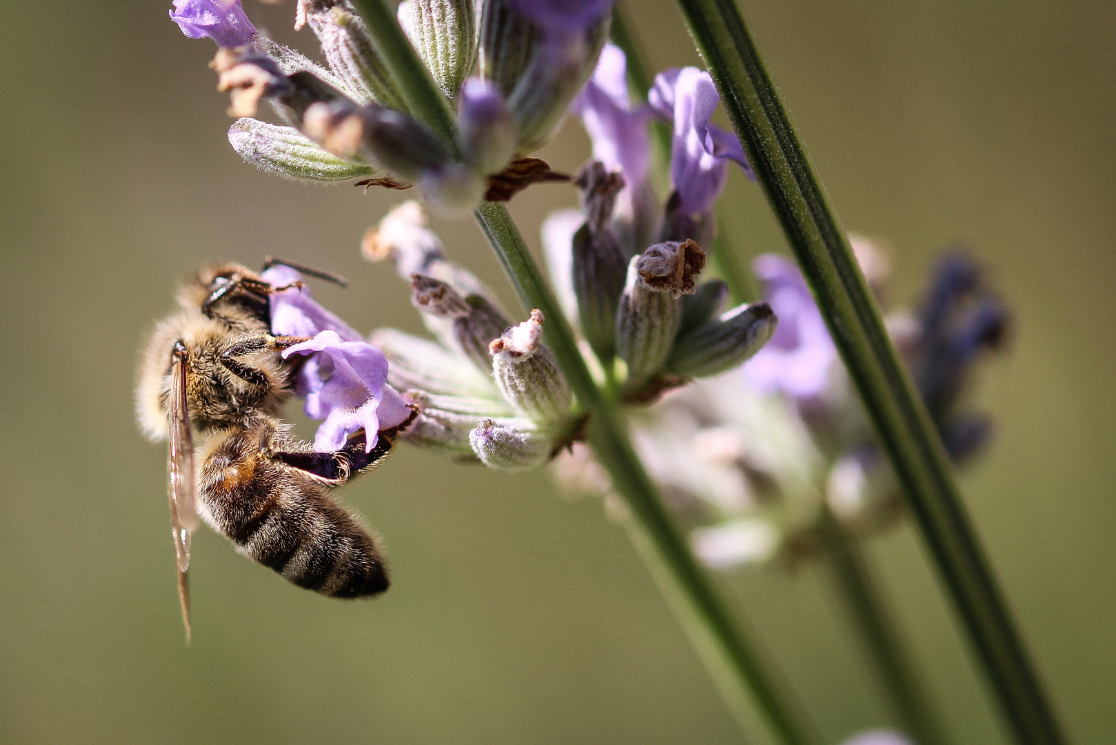 Fleißiges Bienchen