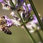 Fleißiges Bienchen