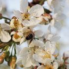 fleissiges Bienchen