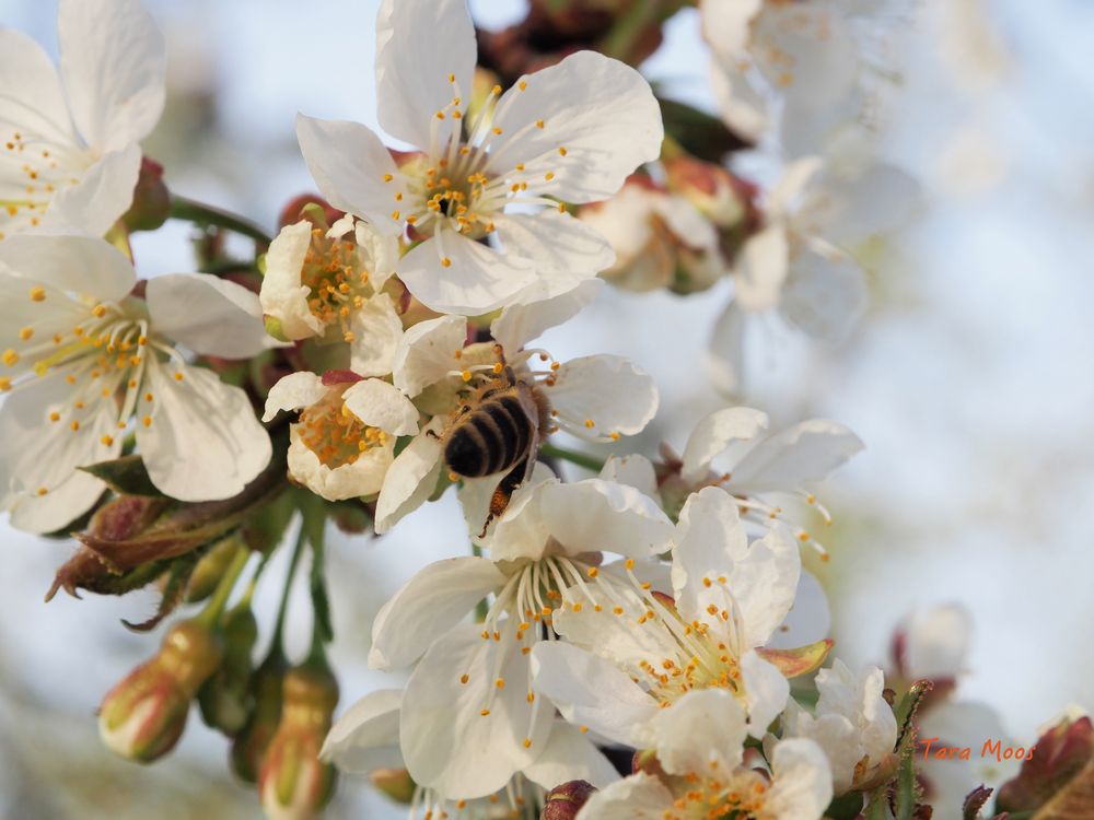 fleissiges Bienchen