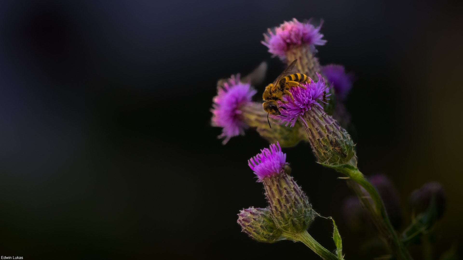 Fleißiges Bienchen 