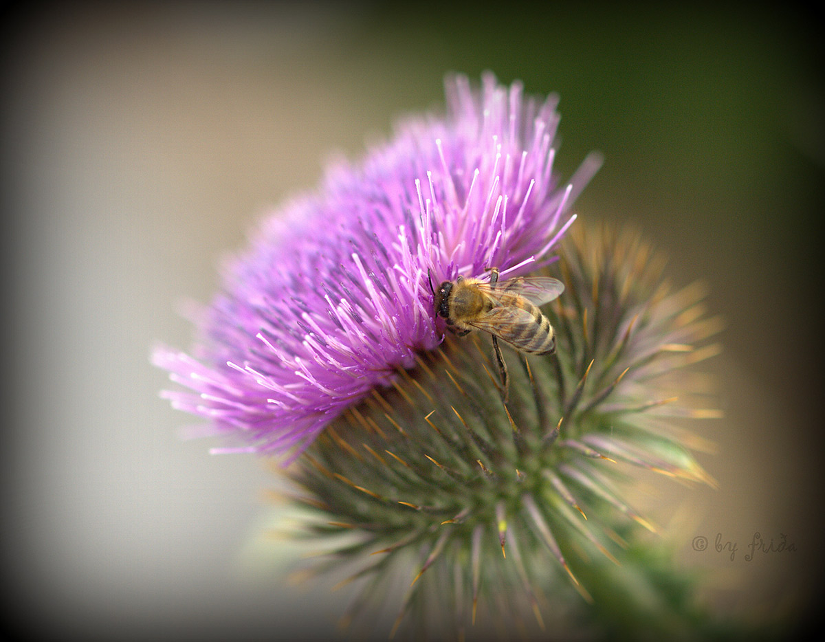 Fleißiges Bienchen...