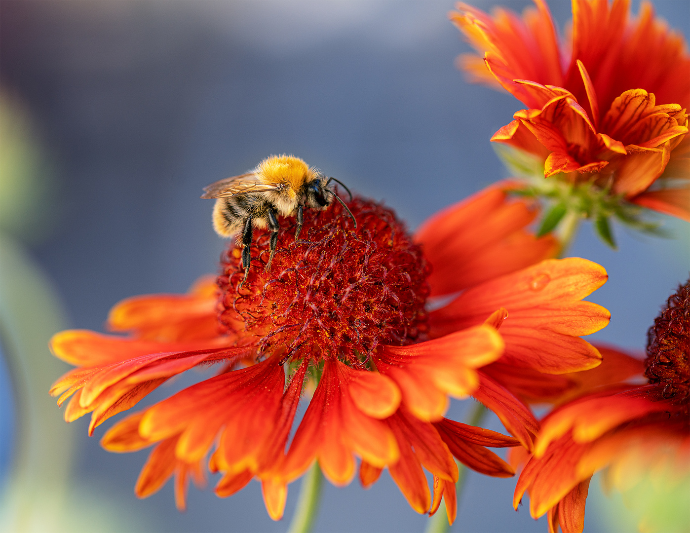 Fleißiges Bienchen