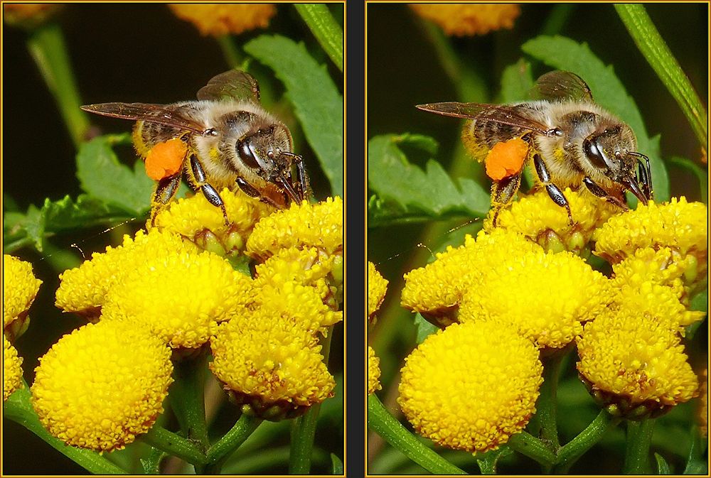 Fleißiges Bienchen