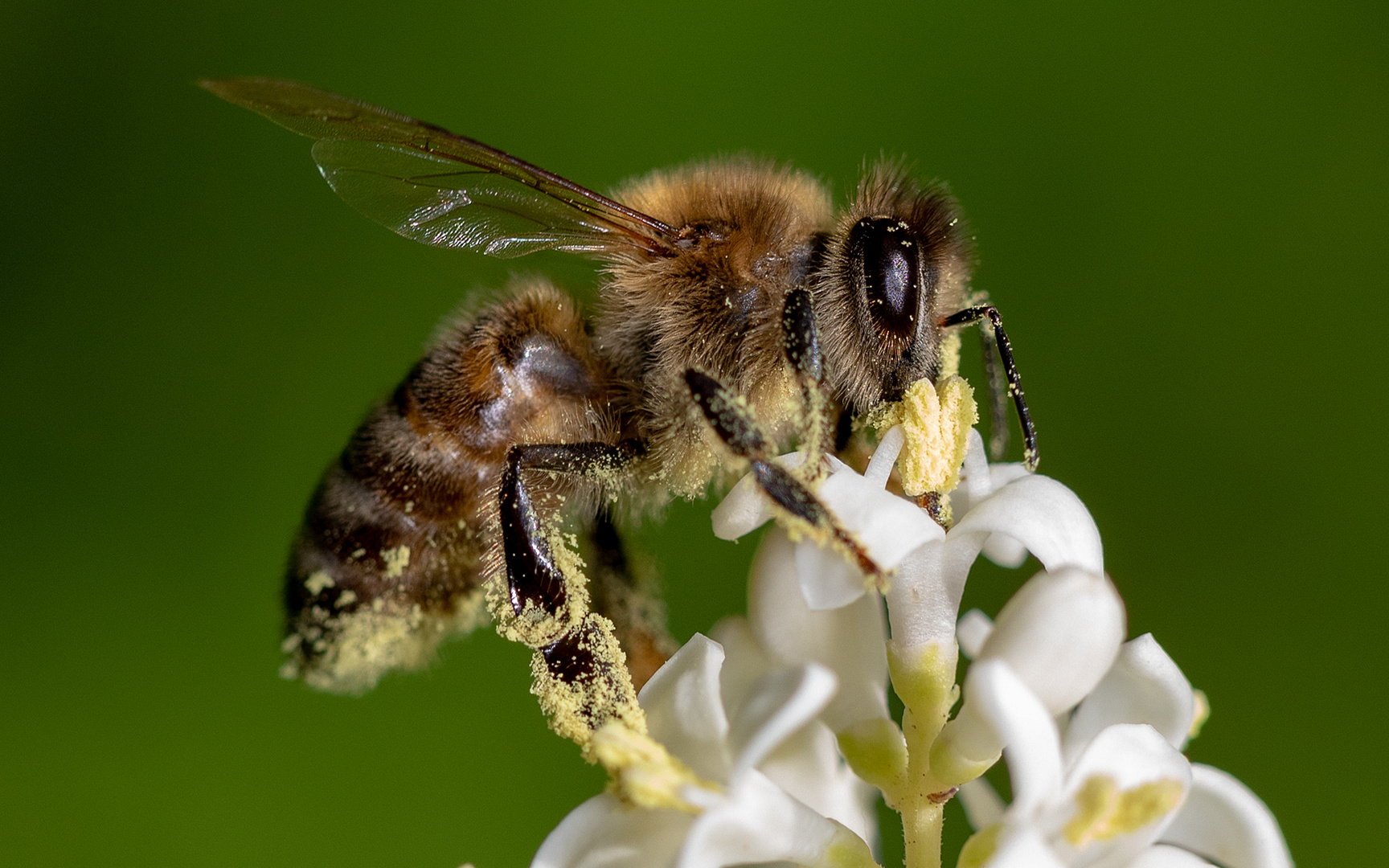 Fleißiges Bienchen