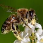 Fleißiges Bienchen