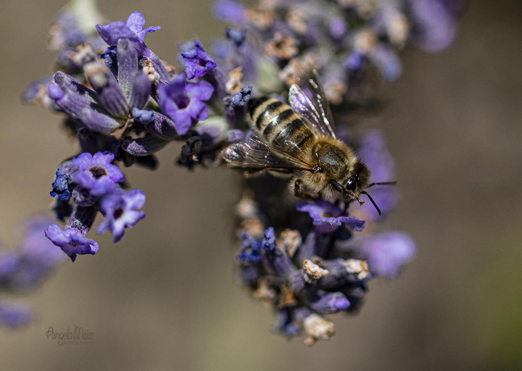 Fleissiges Bienchen