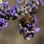 Fleissiges Bienchen