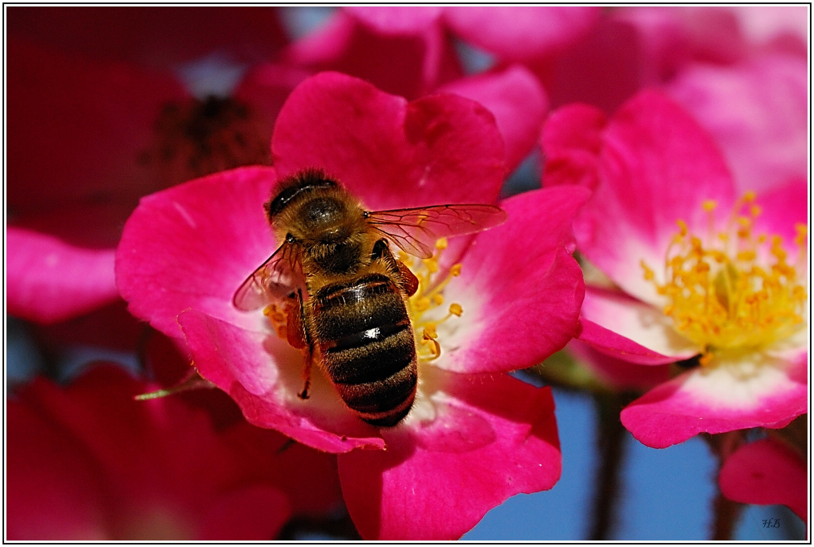 Fleißiges Bienchen