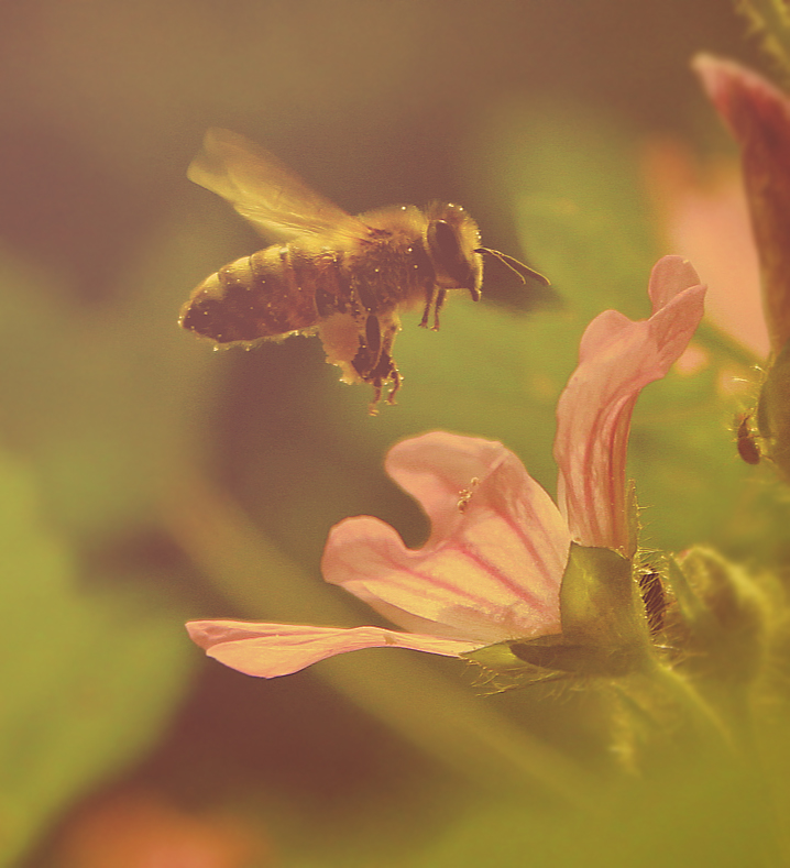 fleißiges Bienchen