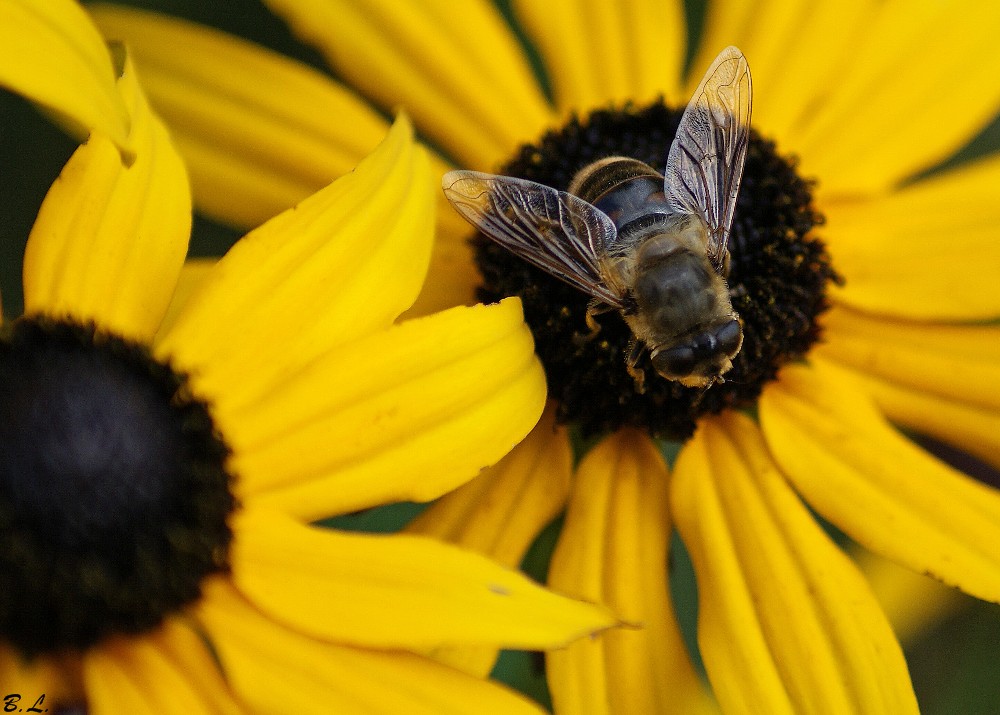 Fleissiges Bienchen...